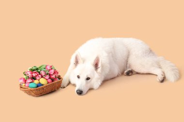 Tatlı köpek ve renkli Paskalya sepeti.