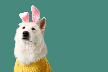 Yeşil arka planda tavşan kulaklı şirin bir köpek. Paskalya kutlaması