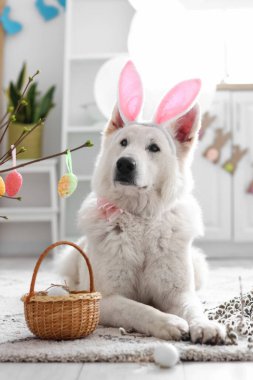 Tavşan kulaklı ve evde Paskalya sepeti olan sevimli bir köpek.