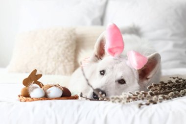 Cute dog with bunny ears, pussy willow and Easter eggs on bed