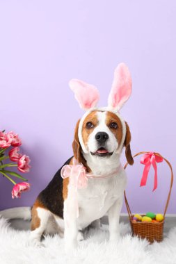 Tavşan kulaklı, çiçekli ve renkli duvarların yanında Paskalya sepetli sevimli Beagle köpeği.