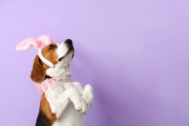 Renkli kulakları olan sevimli bir Beagle köpeği. Paskalya kutlaması