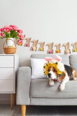Evde tavşan kulaklı ve çelenkli sevimli bir Beagle köpeği var. Paskalya kutlaması