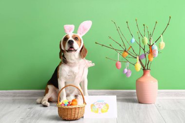 Tavşan kulaklı, dekor, tebrik kartı ve yeşil duvarın yanındaki Paskalya sepetli sevimli Beagle köpeği.