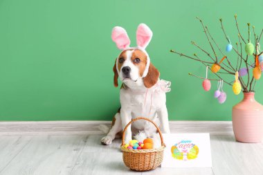 Tavşan kulaklı, dekor, tebrik kartı ve yeşil duvarın yanındaki Paskalya sepetli sevimli Beagle köpeği.