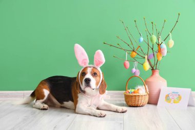 Tavşan kulaklı, dekor, tebrik kartı ve yeşil duvarın yanındaki Paskalya sepetli sevimli Beagle köpeği.