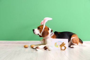 Tavşan kulaklı sevimli Beagle köpeği, tebrik kartı ve yeşil duvarın yanında Paskalya yumurtası.