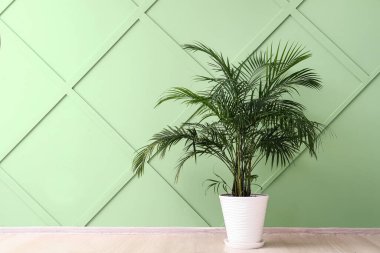 Palmiye ağacı renk duvarının yanında