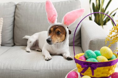Evdeki kanepede yatan tavşan kulaklı şirin Jack Russel teriyeri. Paskalya kutlaması