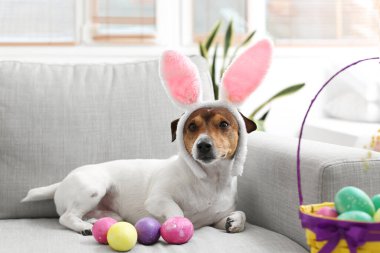 Sevimli Jack Russel teriyeri tavşan kulaklı, paskalya yumurtaları evdeki kanepede yatıyor.
