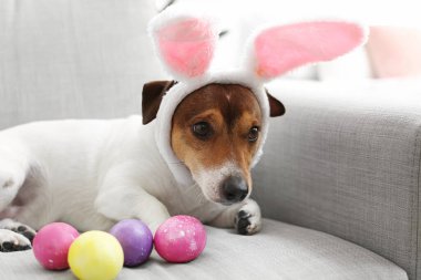 Sevimli Jack Russel teriyeri tavşan kulaklı. Paskalya yumurtaları evdeki kanepede uzanıyor. Yakın plan.