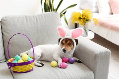 Sevimli Jack Russel teriyeri tavşan kulaklı, paskalya yumurtaları evdeki kanepede yatıyor.