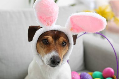 Şirin Jack Russel teriyeri. Tavşan kulaklı. Evdeki kanepede.