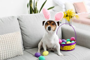 Sevimli Jack Russel teriyeri tavşan kulaklı, paskalya yumurtaları evdeki kanepede oturuyor.