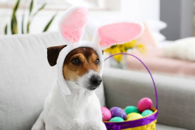 Sevimli Jack Russel teriyeri tavşan kulaklı ve evdeki kanepede paskalya yumurtaları var.
