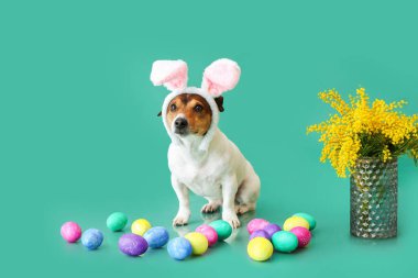 Paskalya yumurtaları, vazosu ve yeşil arka planda mimoza çiçekleri olan şirin Jack Russel Teriyeri.