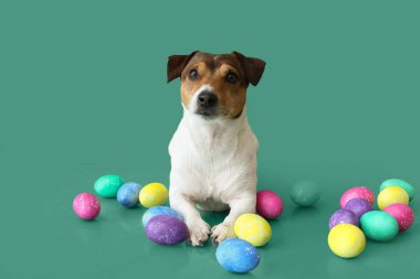 Yeşil arka planda Paskalya yumurtaları olan şirin Jack Russel Teriyeri.
