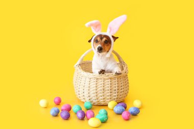 Tavşan kulaklı ve sarı arka planda Paskalya yumurtalı şirin Jack Russel teriyeri.