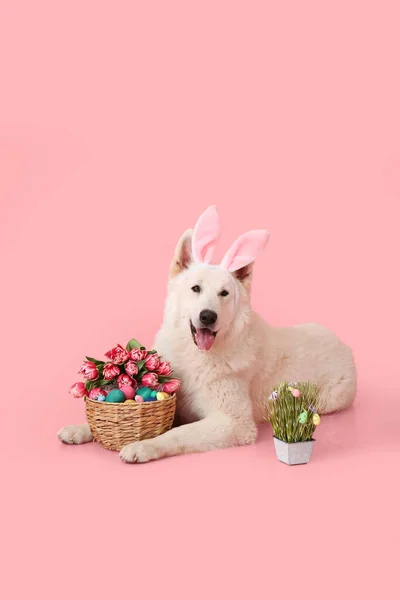 Cão Bonito Com Orelhas Coelho Cesta Páscoa Fundo Cor — Fotografia de Stock