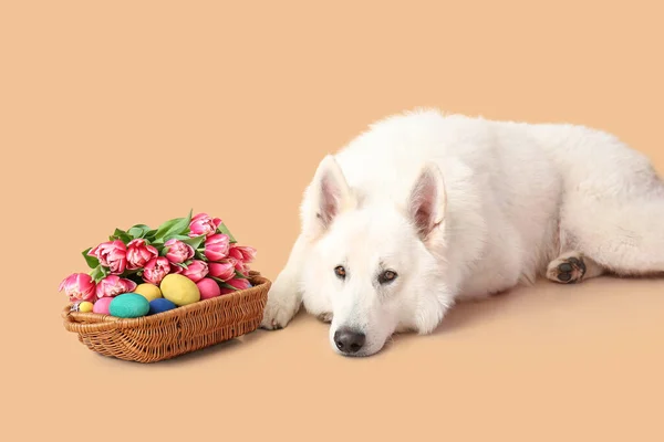 Cute Pies Koszyk Wielkanocny Tle Koloru — Zdjęcie stockowe