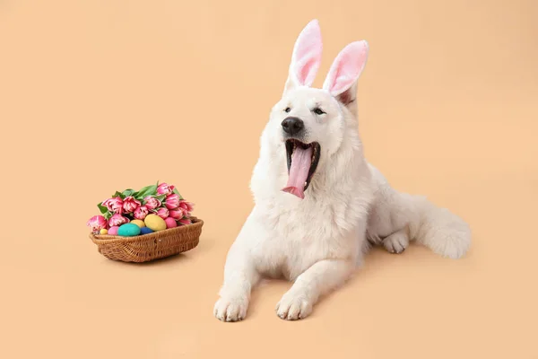 可爱的狗 有小兔子耳朵和彩色背景的复活节篮子 — 图库照片