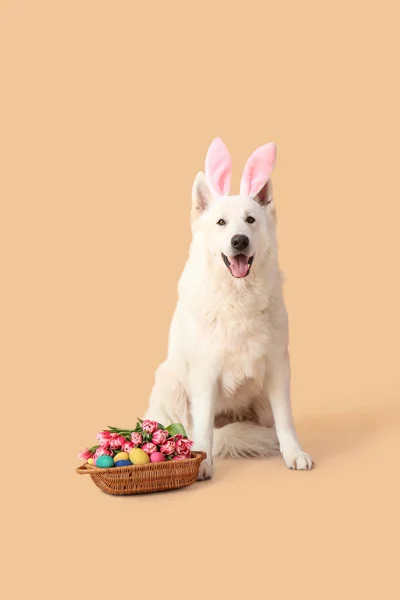 可爱的狗 有小兔子耳朵和彩色背景的复活节篮子 — 图库照片