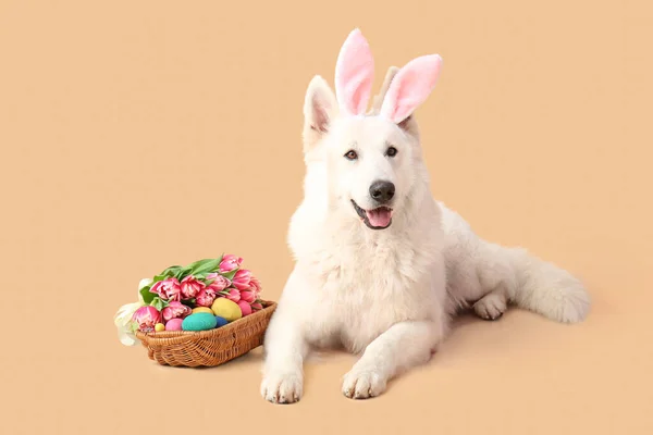 Chien Mignon Avec Oreilles Lapin Panier Pâques Sur Fond Couleur — Photo