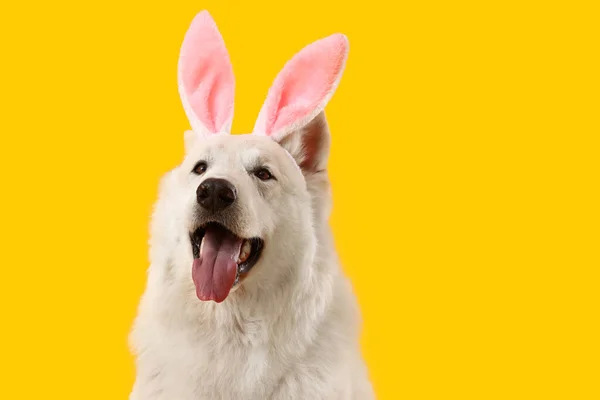 Cão Bonito Com Orelhas Coelho Fundo Amarelo Celebração Páscoa — Fotografia de Stock