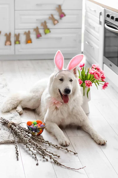 Tavşan kulaklı, çiçekli ve evde Paskalya sepetli şirin bir köpek.