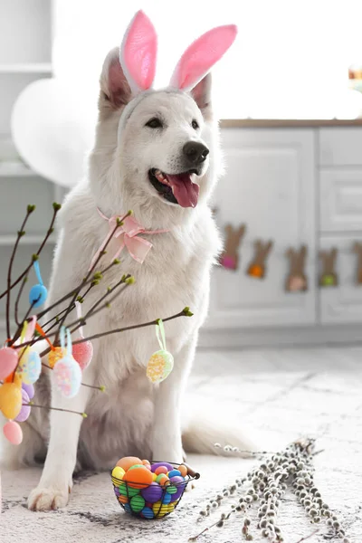 Słodki Pies Króliczymi Uszami Koszykiem Wielkanocnym Domu — Zdjęcie stockowe
