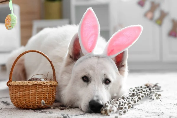 Cute Dog Bunny Ears Easter Basket Home — Stock Photo, Image