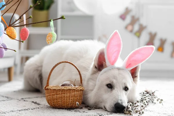 Cute Dog Bunny Ears Easter Basket Home — Stock Photo, Image