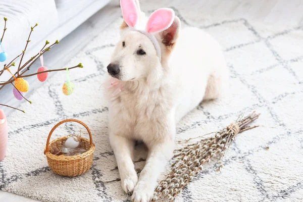 Tavşan Kulaklı Evde Paskalya Sepeti Olan Sevimli Bir Köpek — Stok fotoğraf