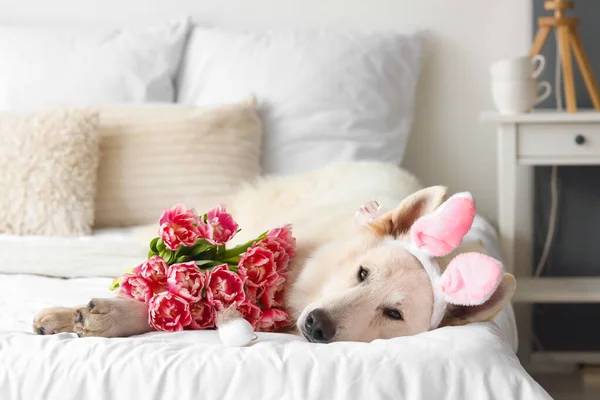Милая Собака Кроличьими Ушами Цветами Пасхальным Яйцом Лежит Кровати — стоковое фото