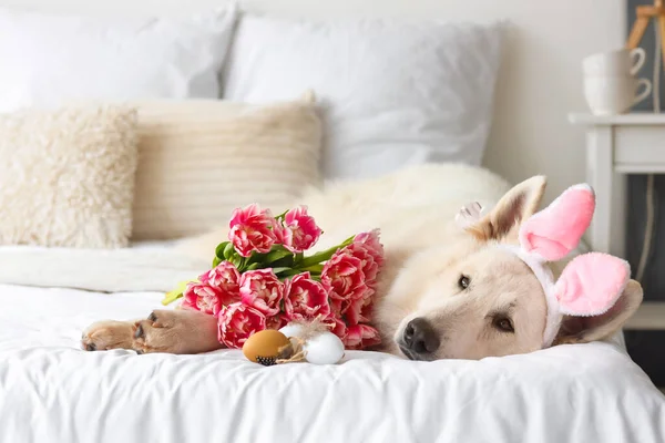 Милая Собака Кроличьими Ушами Цветами Пасхальными Яйцами Лежит Кровати — стоковое фото