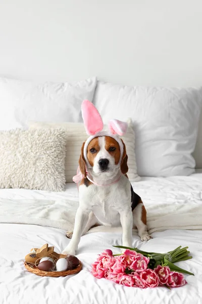 Tavşan kulaklı, çiçekli ve yatakta Paskalya yumurtalı sevimli Beagle köpeği.