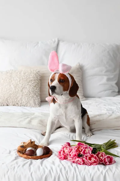 Cute Beagle Dog Bunny Ears Flowers Easter Eggs Bed — Stock Photo, Image