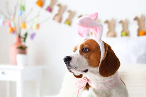 Cute Beagle Dog Bunny Ears Home Easter Celebration — Stock Photo, Image