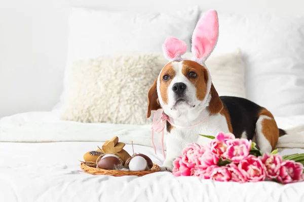 Cane Carino Beagle Con Orecchie Coniglio Fiori Uova Pasqua Sul — Foto Stock