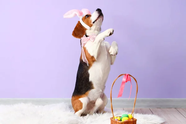 Tavşan Kulaklı Sevimli Beagle Köpeği Renkli Duvarın Yanında Paskalya Sepeti — Stok fotoğraf