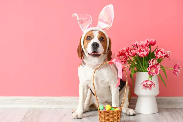 Cute Beagle Dog Bunny Ears Flowers Easter Basket Color Wall — Stock Photo, Image