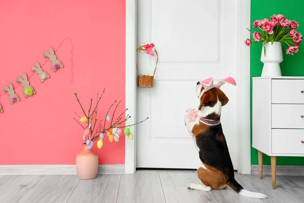 Cute Beagle Dog Door Room Decorated Easter Celebration — Stock Photo, Image