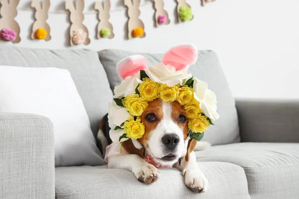 Söt Beagle Hund Med Kaninöron Och Krans Hemma Påskfirande — Stockfoto
