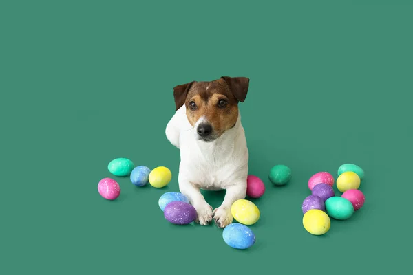 Bonito Jack Russel Terrier Com Ovos Páscoa Fundo Verde — Fotografia de Stock