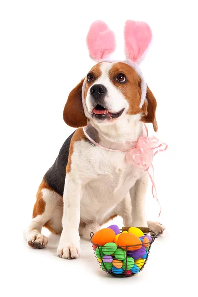 Cute Beagle Dog Bunny Ears Easter Basket Isolated White — Stock Photo, Image
