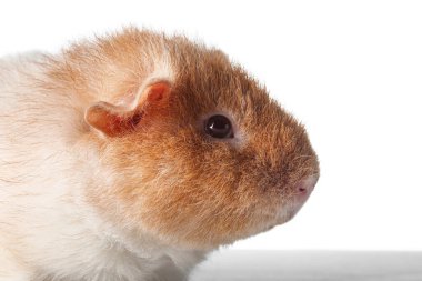 Beyaz arka planda Komik Kobay