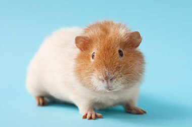 Mavi arka planda Komik Kobay