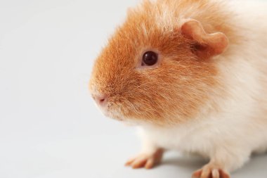 Hafif arkaplanda Komik Kobay