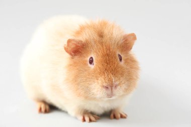 Hafif arkaplanda Komik Kobay