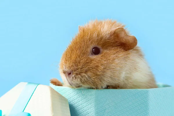 Funny Guinea Pig Gift Box Blue Background — Stock Photo, Image